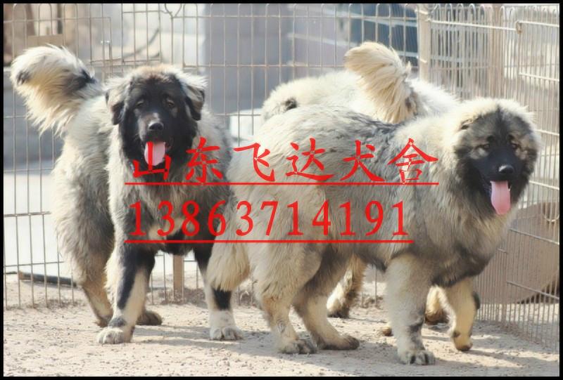 高加索犬舍供应高加索犬舍，什么地方有卖高加索犬的