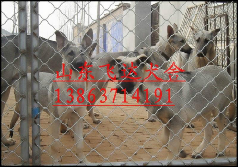 供应狼青犬养殖场，什么地方有卖狼青犬的