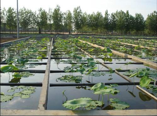 藕池防滲膜價格藕池專用防滲圖片