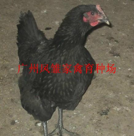 供應烏雞苗，廣東地區(qū)廠家直接供應
