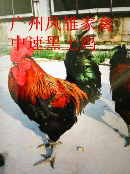 供應(yīng)青腳麻雞