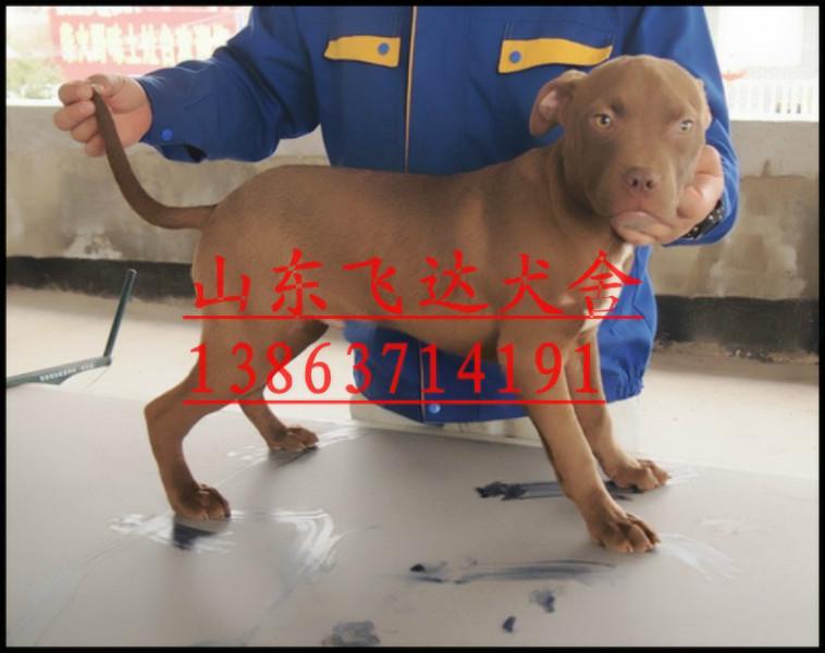 供应沈阳大头比特犬，沈阳哪里有卖比特犬的，纯种比特幼犬多少钱