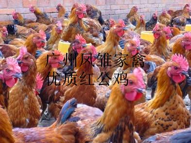 四川大量批發(fā)土雞苗廠家