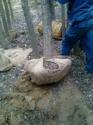 樟子松圖片/樟子松樣板圖 (4)