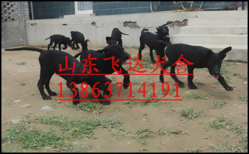 供应黑狼犬价格，什么地方有卖墨界黑狼犬的