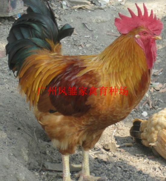 供應(yīng)優(yōu)質(zhì)三黃雞苗 三黃雞苗廠家直銷
