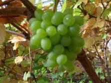 供應(yīng)葫蘆島葡萄苗、葫蘆島綏中出售葡萄苗