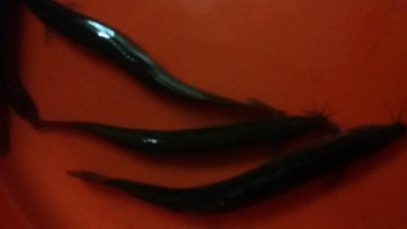 供應(yīng)廣西桂林泥鰍苗批發(fā)商桂林泥鰍苗價格廣西泥鰍養(yǎng)殖場泥鰍養(yǎng)殖技術(shù)