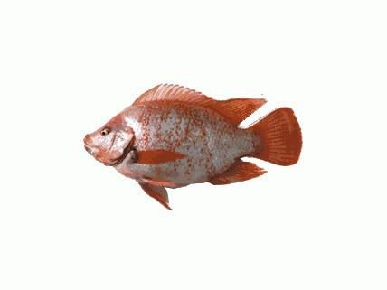 供應(yīng)開平市紅羅非魚苗買賣/彩虹鯛紅羅非魚苗養(yǎng)殖場/紅羅非魚苗買賣