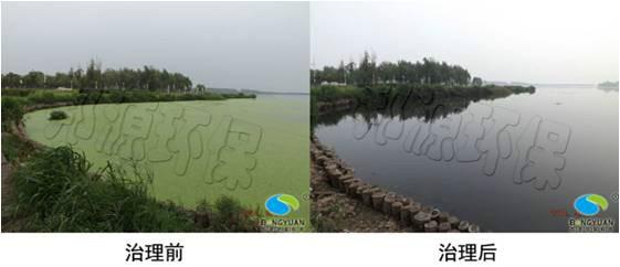 供應(yīng)浮萍治理依靠草魚(yú)可行嗎？應(yīng)