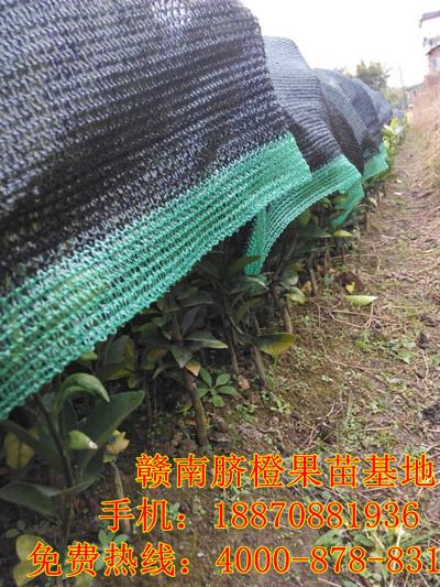 臍橙果樹苗圖片/臍橙果樹苗樣板圖 (2)