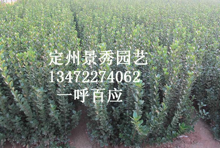 供應(yīng)北海道黃楊批發(fā)價(jià)格