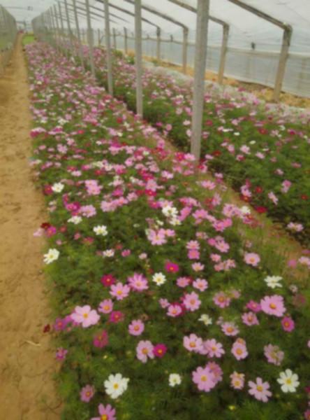 青州波斯菊批發(fā)圖片