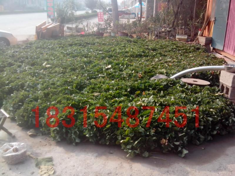 供應(yīng)四季草莓苗，處理四季草莓苗，四季香草莓苗