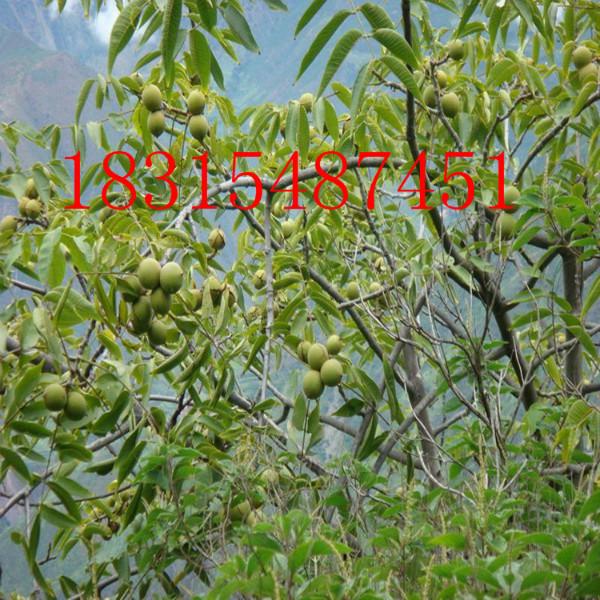 供應(yīng)紙皮核桃苗，大量出售紙皮核桃苗，批發(fā)紙皮核桃苗