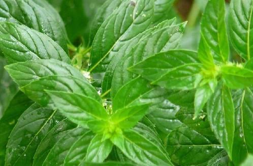 供應用于的廠家*原料薄荷素油