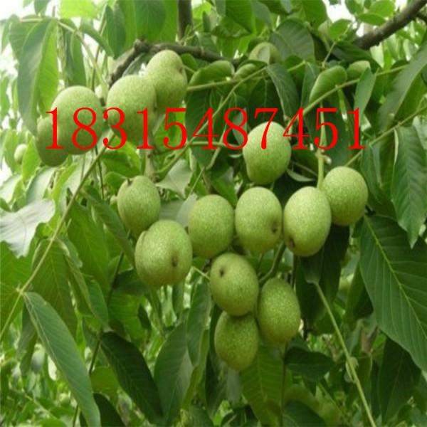 供應(yīng)矮化核桃苗，處理矮化核桃苗/嫁接矮化核桃苗/處理矮化核桃苗