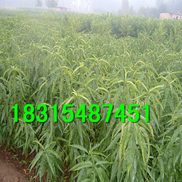 供應(yīng)早熟春雪桃樹苗，處理早熟春雪桃樹苗，嫁接早熟春雪桃樹苗