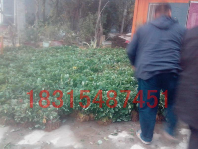 供應(yīng)四季草莓苗，處理四季草莓苗，四季香草莓苗