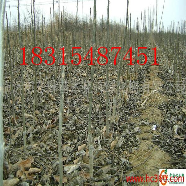 供應(yīng)占地核桃苗，批發(fā)（占地核桃苗)，嫁接占地核桃苗