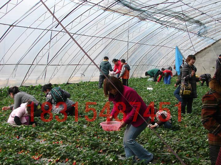 供應(yīng)章姬草莓苗，章姬草莓苗價格，處理章姬草莓苗，章姬草莓苗批發(fā)