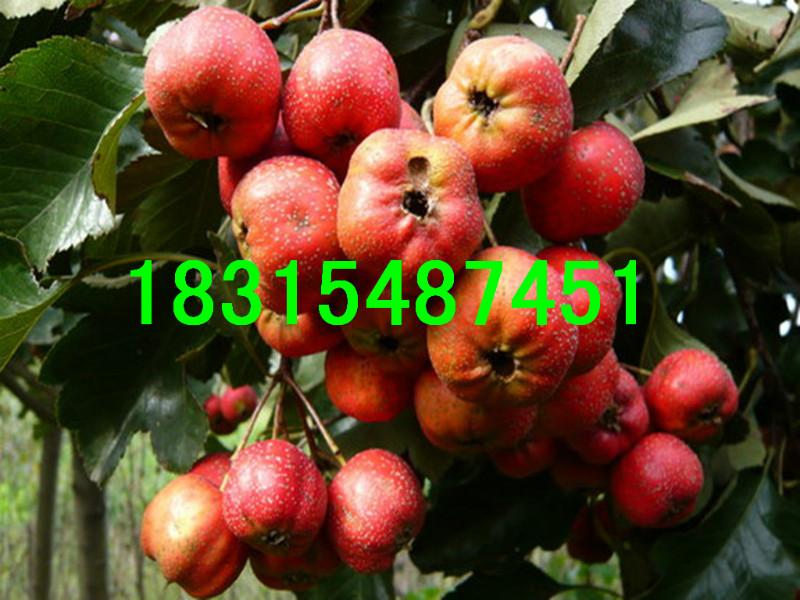 供應(yīng)新泰甜紅子山楂苗，大量出售新泰甜紅子山楂苗