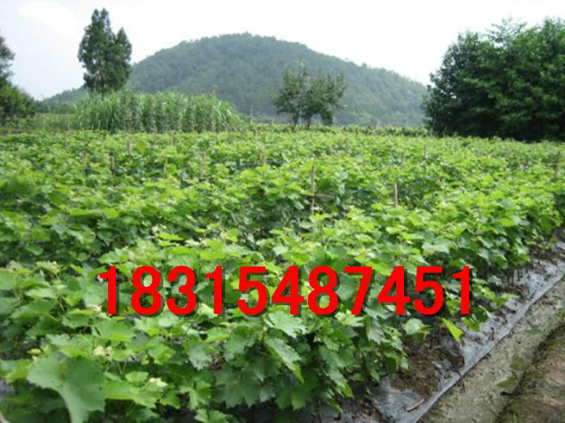 供應(yīng)紅提葡萄苗，大量出售紅提葡萄苗，批發(fā)紅提葡萄苗