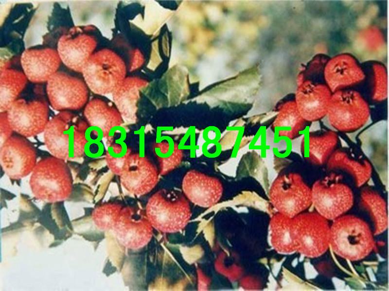 供應(yīng)新泰甜紅子山楂苗，大量出售新泰甜紅子山楂苗