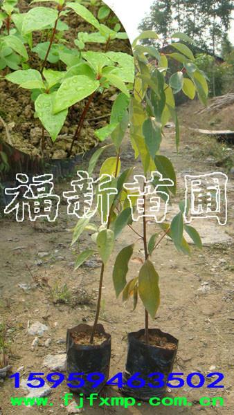 供应香樟芽苗 樟树芽苗 香樟袋苗 香樟种子图片