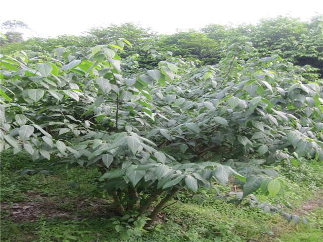 供应四川腊梅种植基地，四川腊梅种植基地电话