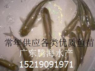 供應(yīng)廣東青竹鯇倒刺杷魚苗批發(fā)廣東青竹魚苗批發(fā)廣東青竹魚苗價格