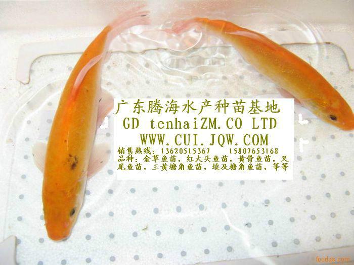 供應(yīng)供應(yīng)俄羅斯金草魚苗，俄羅斯金草魚苗批發(fā)供應(yīng)商