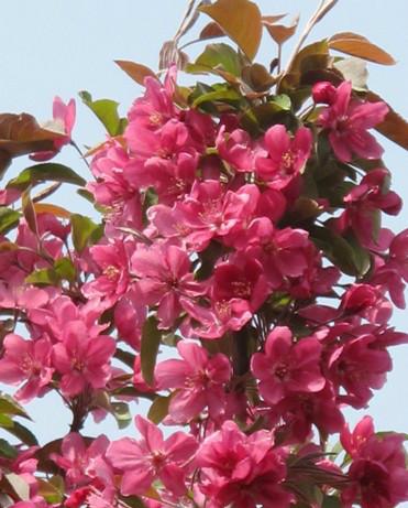 供應(yīng)絢麗海棠樹苗規(guī)格齊全*惠