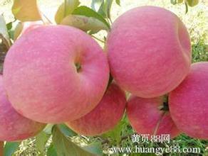 供應(yīng)梨樹(shù)苗批發(fā)，梨樹(shù)苗價(jià)格，玉梨苗種植技術(shù)