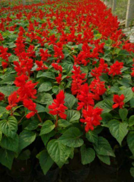 供應(yīng)銀葉菊價格 青州銀葉菊價格 山東銀葉菊價格