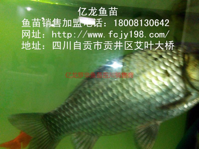 魚苗草魚圖片/魚苗草魚樣板圖 (2)