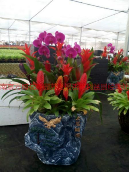 供應(yīng)南京年宵花卉批發(fā)，南京年宵花卉批發(fā)價格，南京年宵花卉批發(fā)廠家