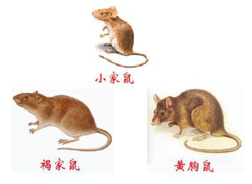 供應(yīng)增城新塘*醫(yī)療診所病房殺蟲(chóng)滅鼠預(yù)防滅白蟻滅蟑螂滅蚊蠅除四害