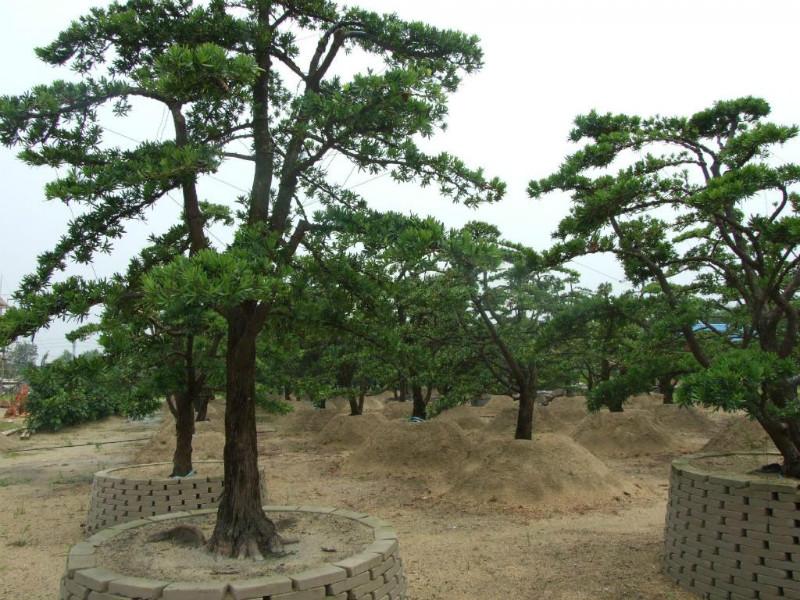 供應(yīng)羅漢松種子，羅漢松種子批發(fā)，羅漢松種子供貨商