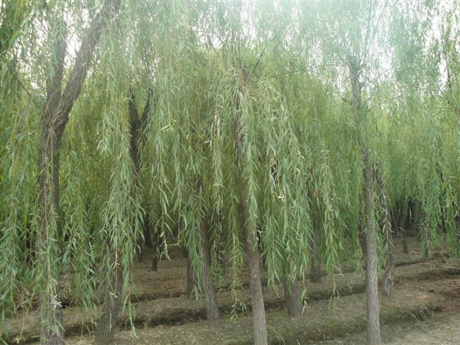 供應(yīng)速生柳