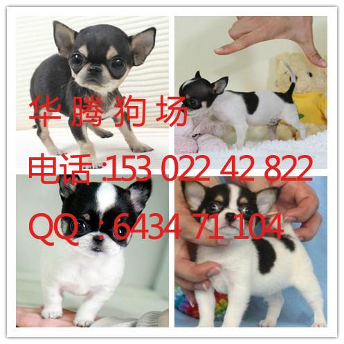 供應(yīng)吉娃娃犬價(jià)格多少廣州吉娃娃犬價(jià)錢多少吉娃娃幼犬價(jià)格