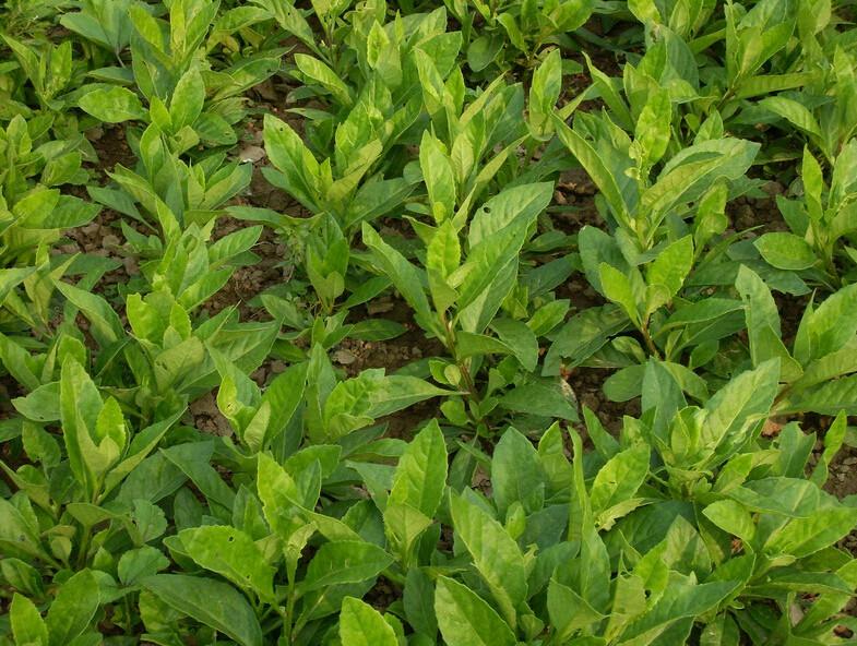 供應(yīng)富貴菜/富貴菜供應(yīng)商/富貴菜種植基地/富貴菜價(jià)格/江蘇富貴菜哪家便宜