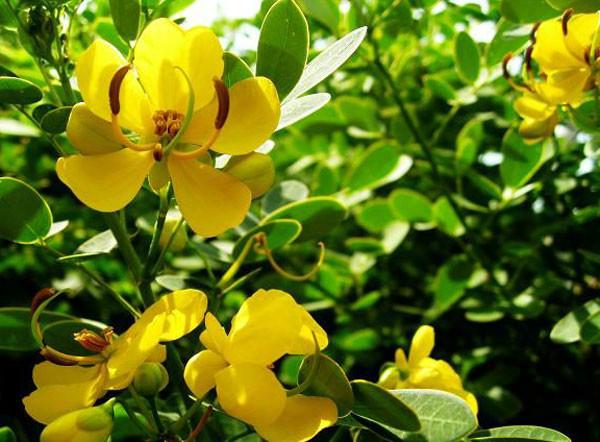 供應黃花槐價格,漳州黃花槐3-10公分農(nóng)戶直銷,福建黃花槐種植基地