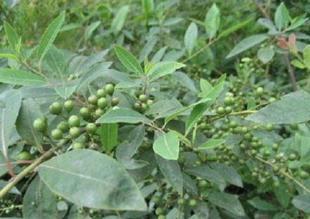 供應(yīng)用于的廠家*原料山蒼籽油是多少錢