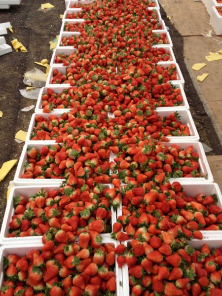 供應(yīng)上海奶油草莓