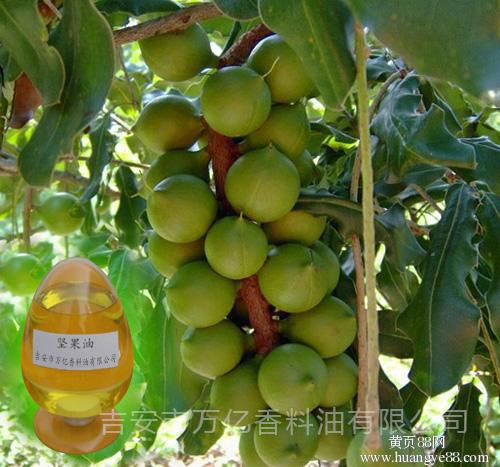 藥用堅(jiān)果油圖片