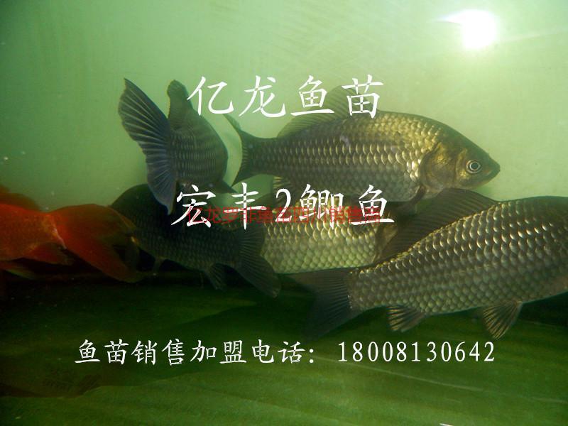 鯽魚圖片/鯽魚樣板圖 (4)