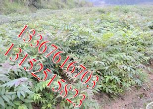 供應(yīng)北海優(yōu)質(zhì)紅椿樹苗價(jià)錢，北海優(yōu)質(zhì)紅椿樹苗價(jià)格，北海優(yōu)質(zhì)紅椿苗報(bào)價(jià)