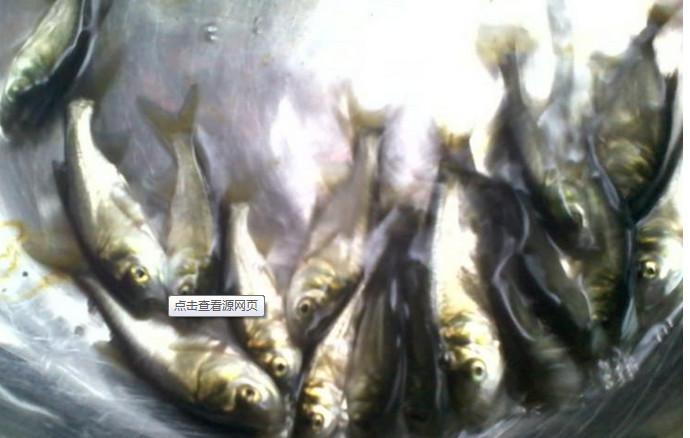 中山小欖縮骨大頭魚苗 縮骨大頭魚苗 縮骨大頭魚苗批發(fā) 縮骨大頭魚苗供應(yīng)商 魚苗