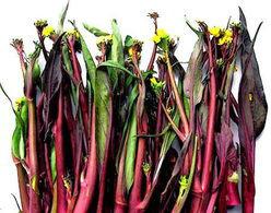 凍干菜薹真空冷凍干燥設(shè)備圖片